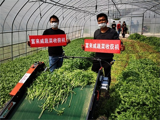 富来威叶菜收获机收获茼蒿